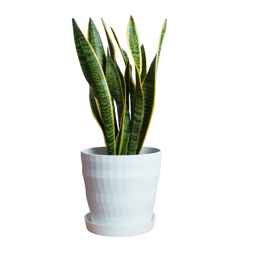 PLANTAS NATURALES