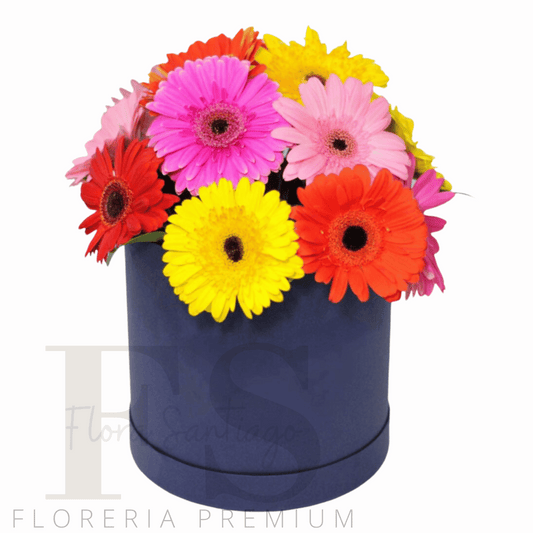 Box de gerberas multi color