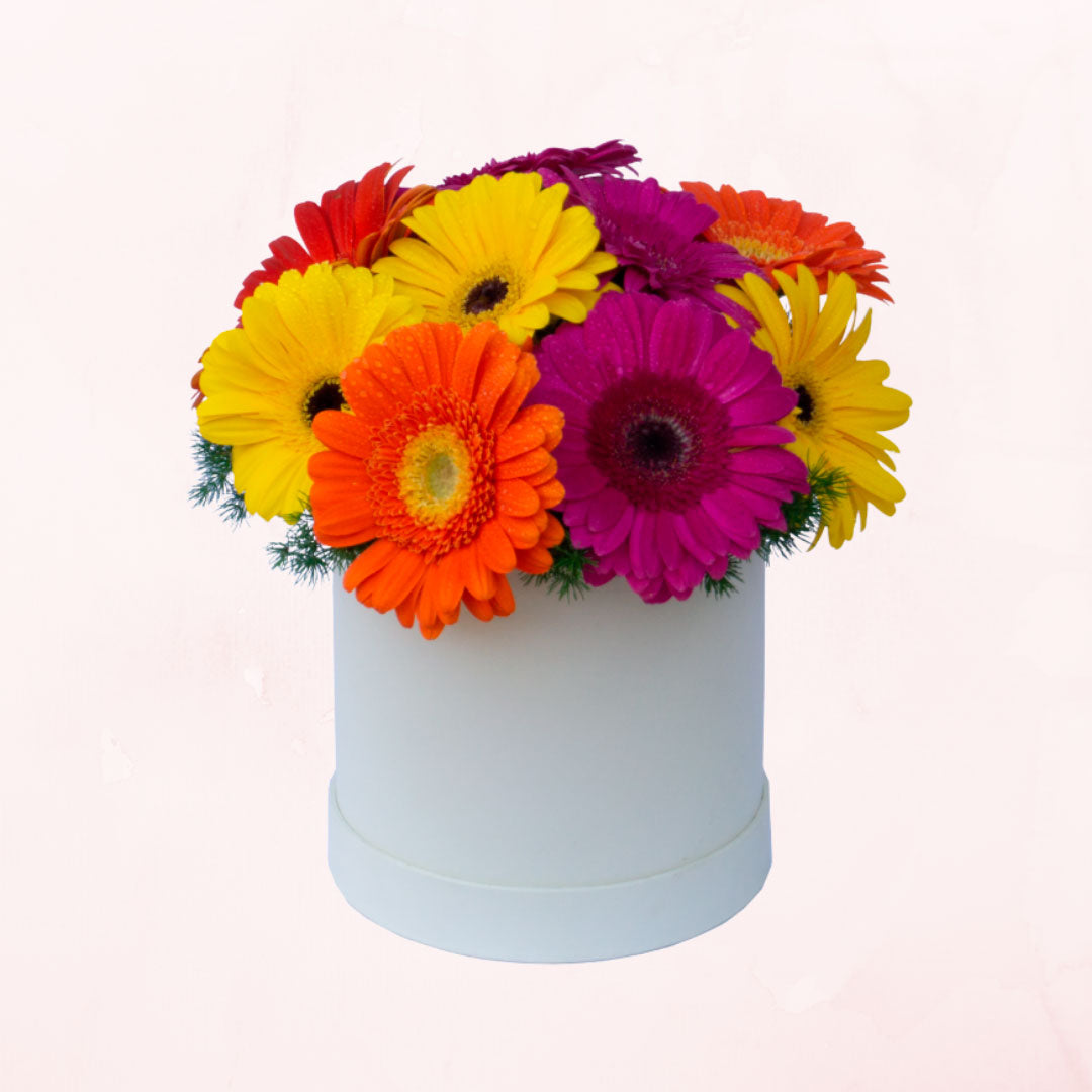 Box de 10 Gerberas Multicolor