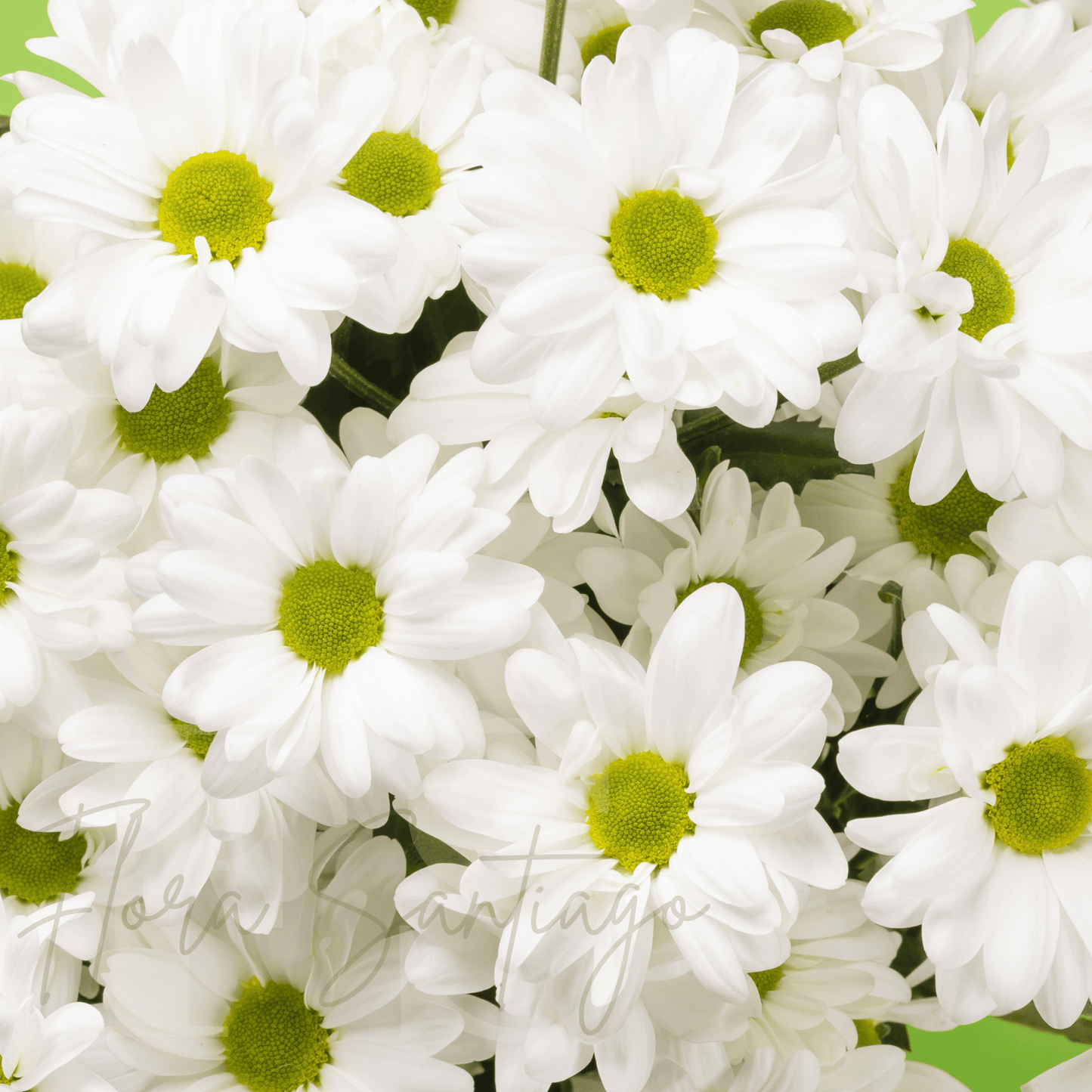 Ramo de margarita blancas envuelto en papel para regalo envía flores a domicilio