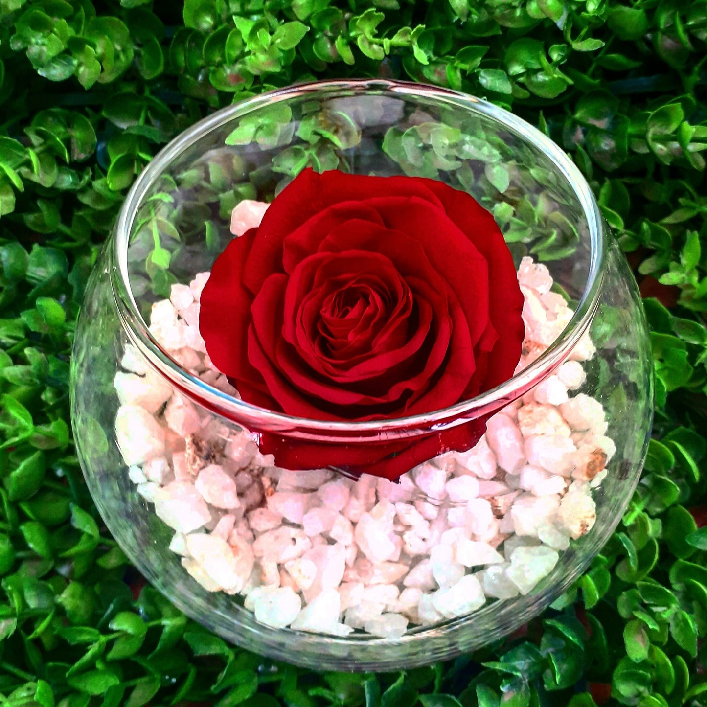 Rosa eterna