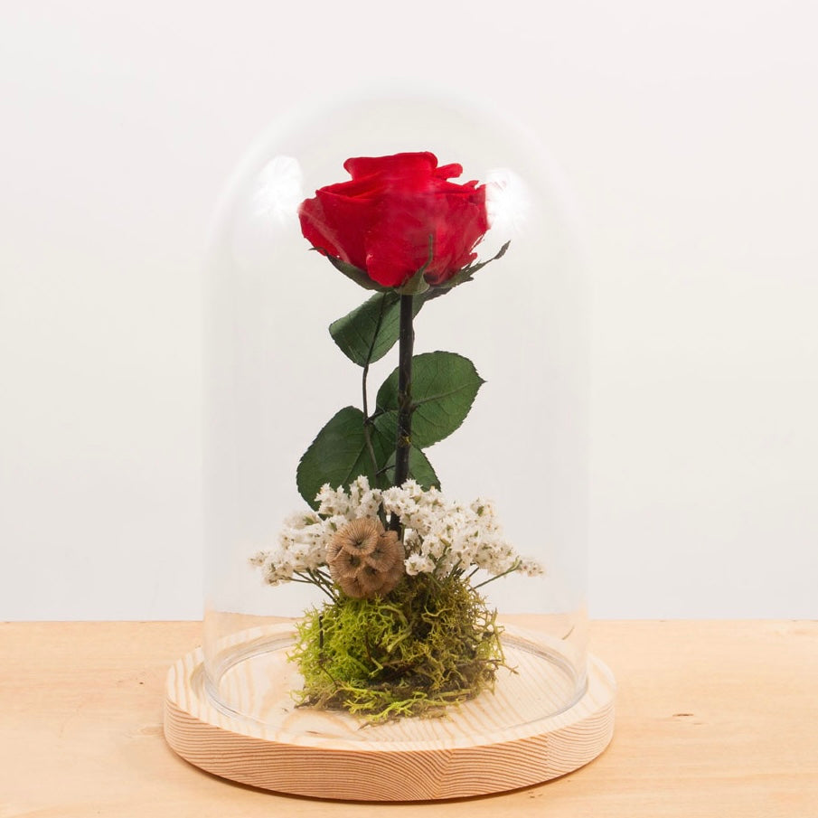 Rosa preservada en Cúpula de Vidrio