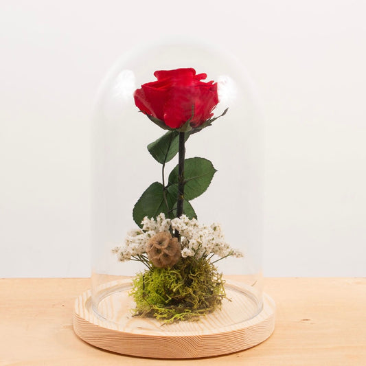 Rosa preservada en Cúpula de Vidrio