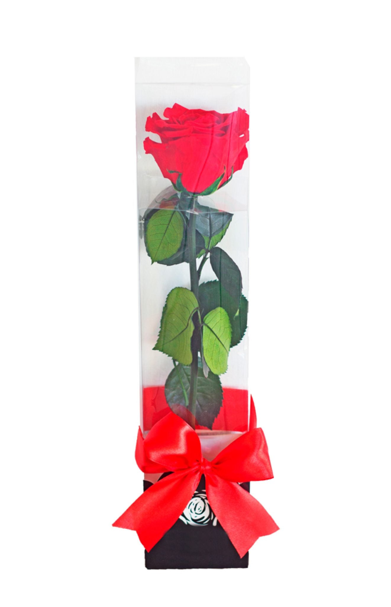 Rosa eterna con tallo largo