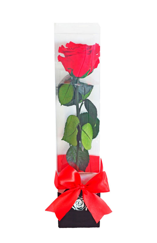 Rosa eterna con tallo largo
