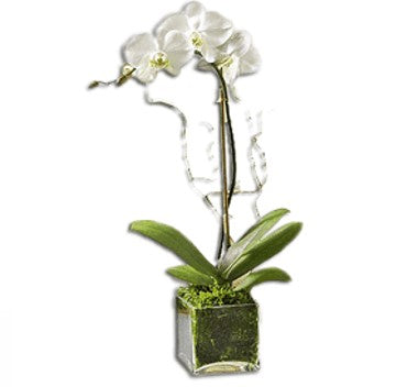 ORQUIDEA EN CUBO WHITE