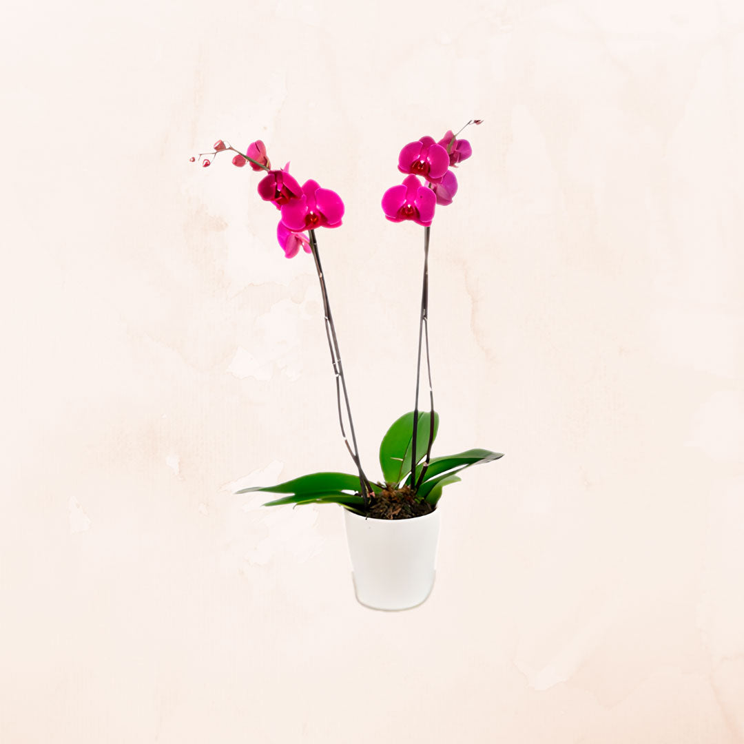 Orquídea