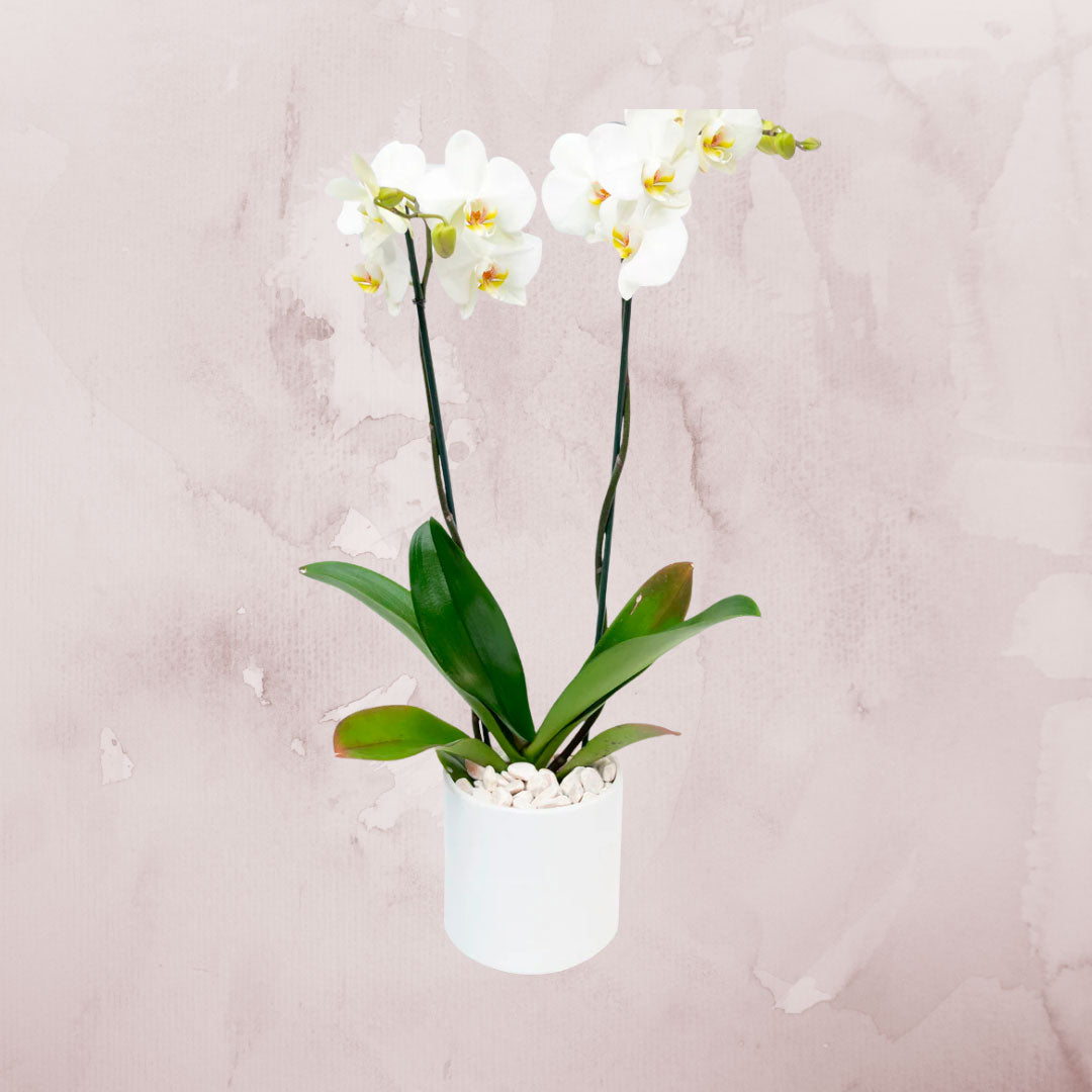 Orquídea de dos varas