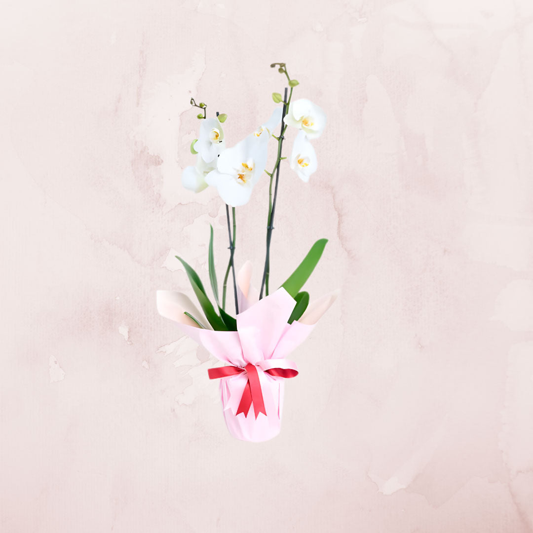 Orquídea Rosa de dos varas