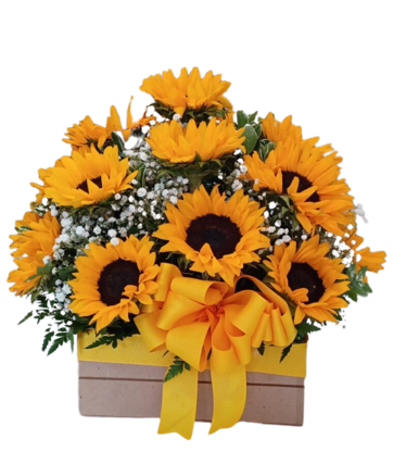 CAJON DE 10 GIRASOLES Y GYPSUPHILIA